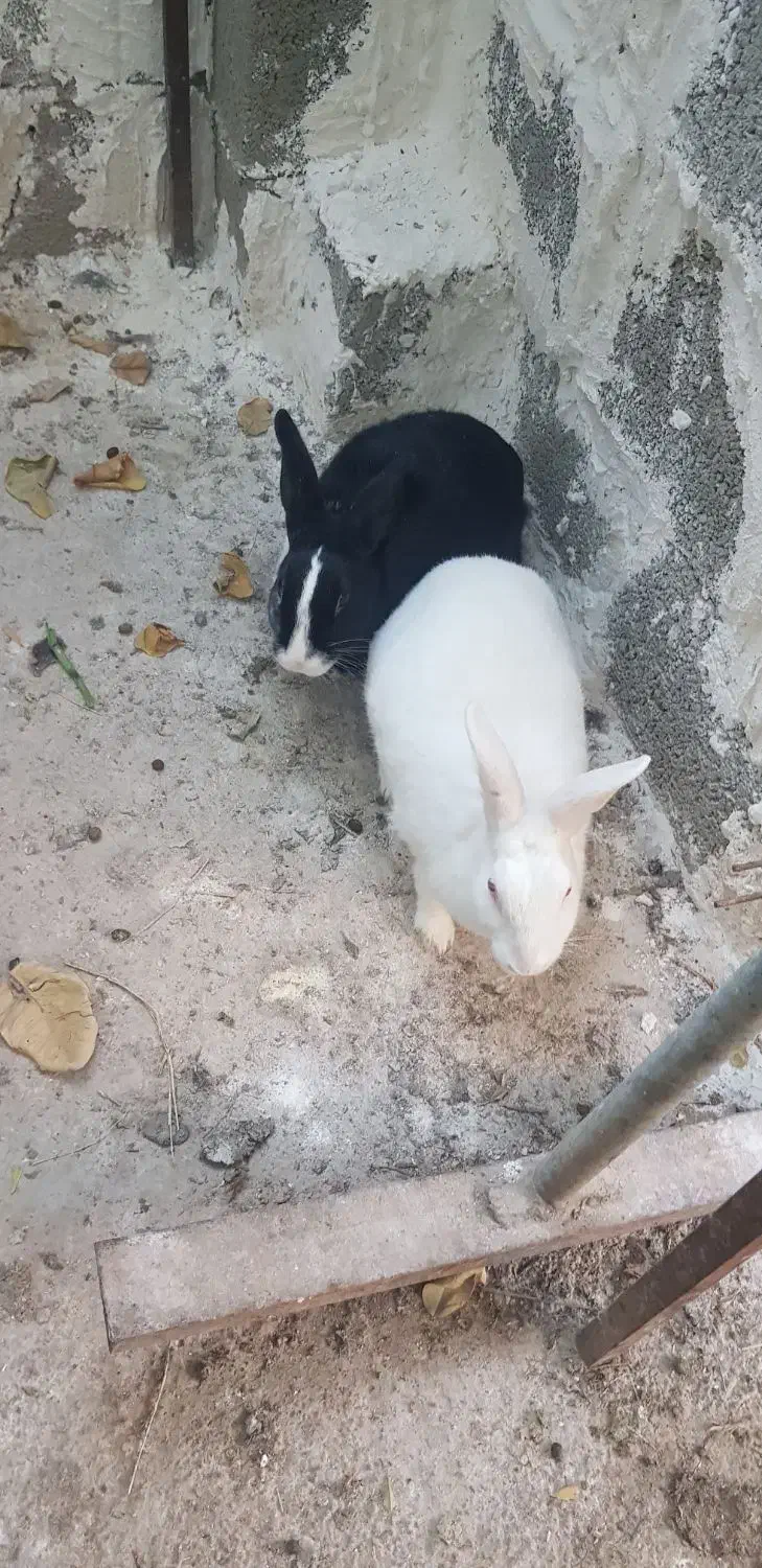 فروش خرگوش|موش و خرگوش|بندر گناوه, |دیوار