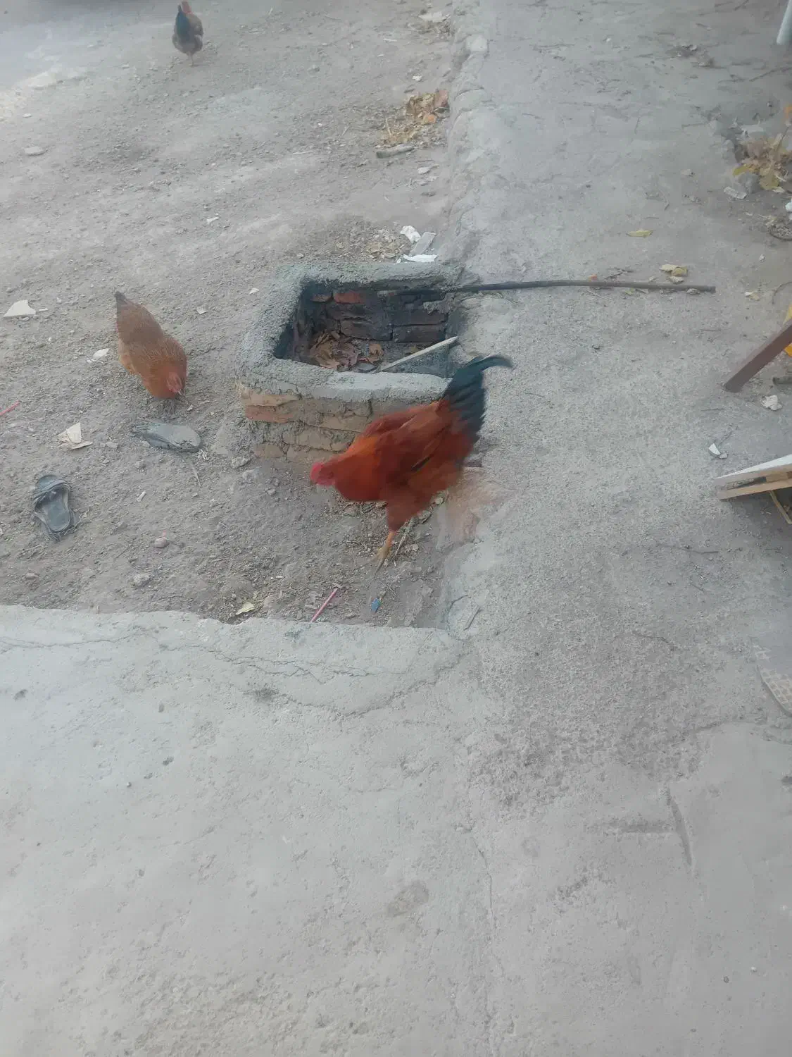 خروس|حیوانات مزرعه|نیر (اردبیل), |دیوار