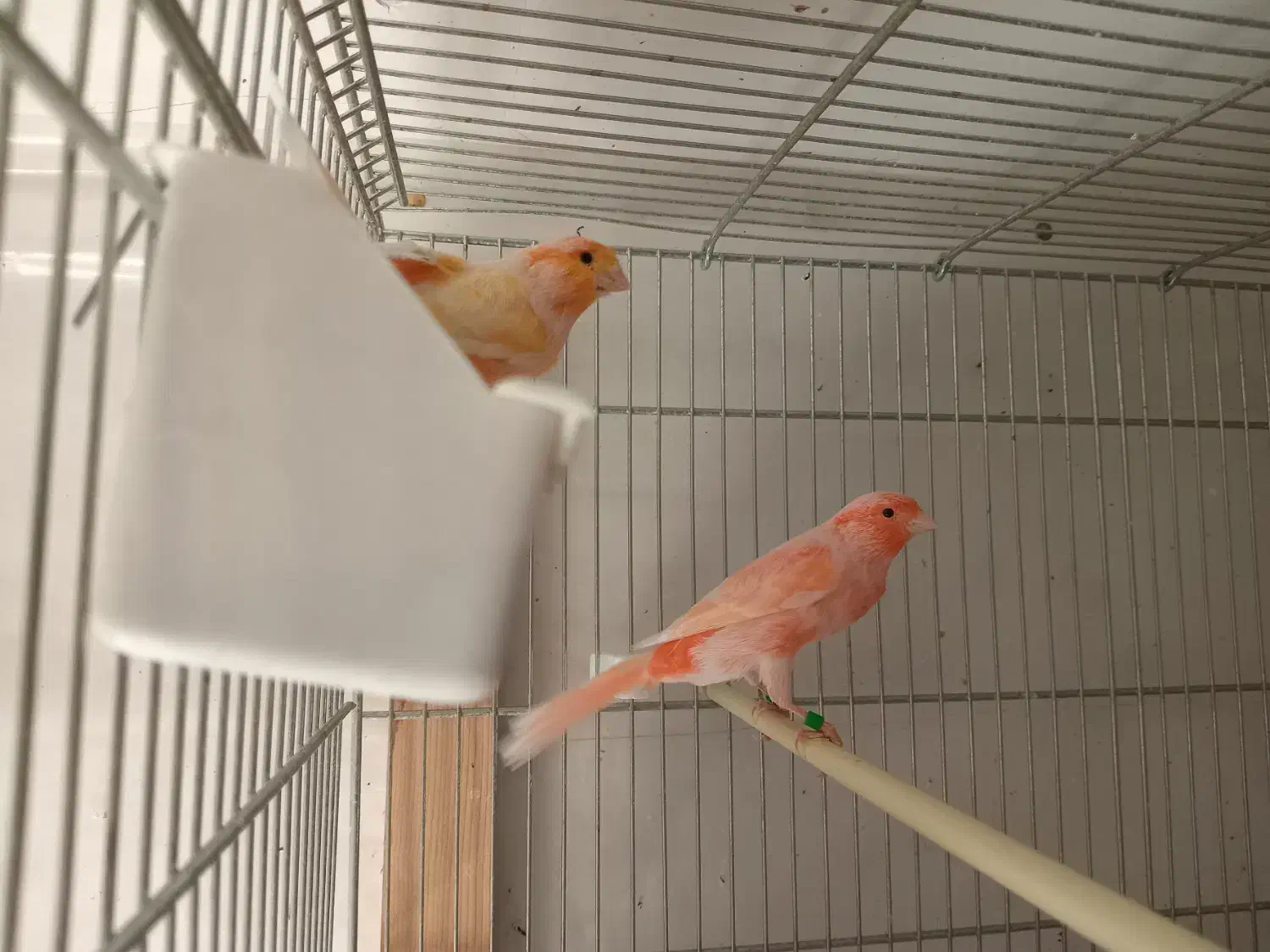 تعدادی قناری برفکی و سرخ سلامت|پرنده|تهران, شارق|دیوار