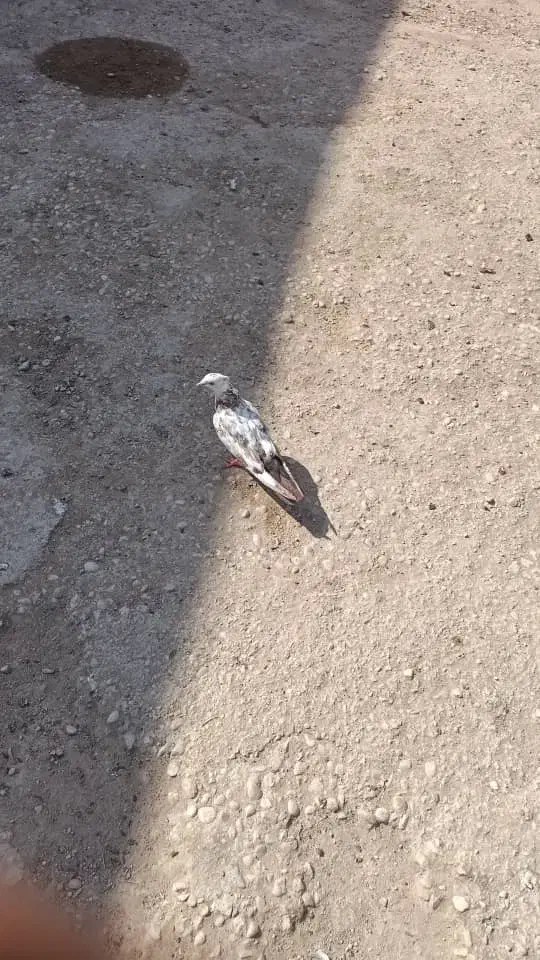 کبوتر رنگی|حراج|اهواز, اهواز|دیوار