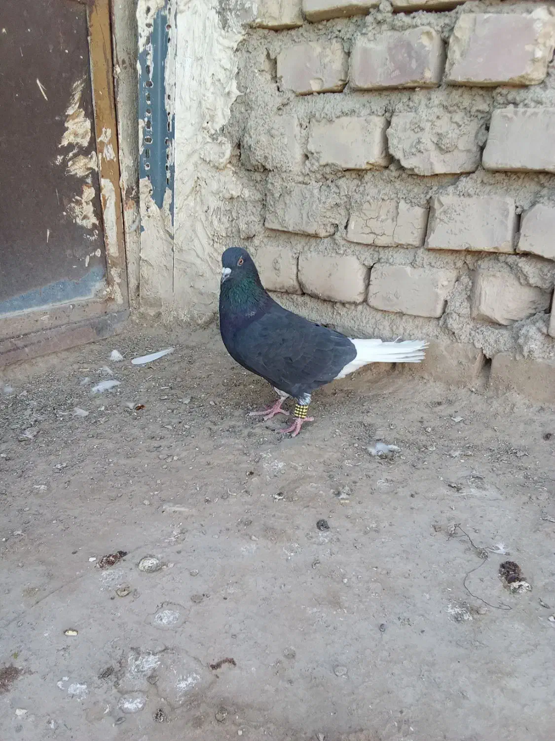 کبوتر دم سفید|پرنده|نیمروز, |دیوار