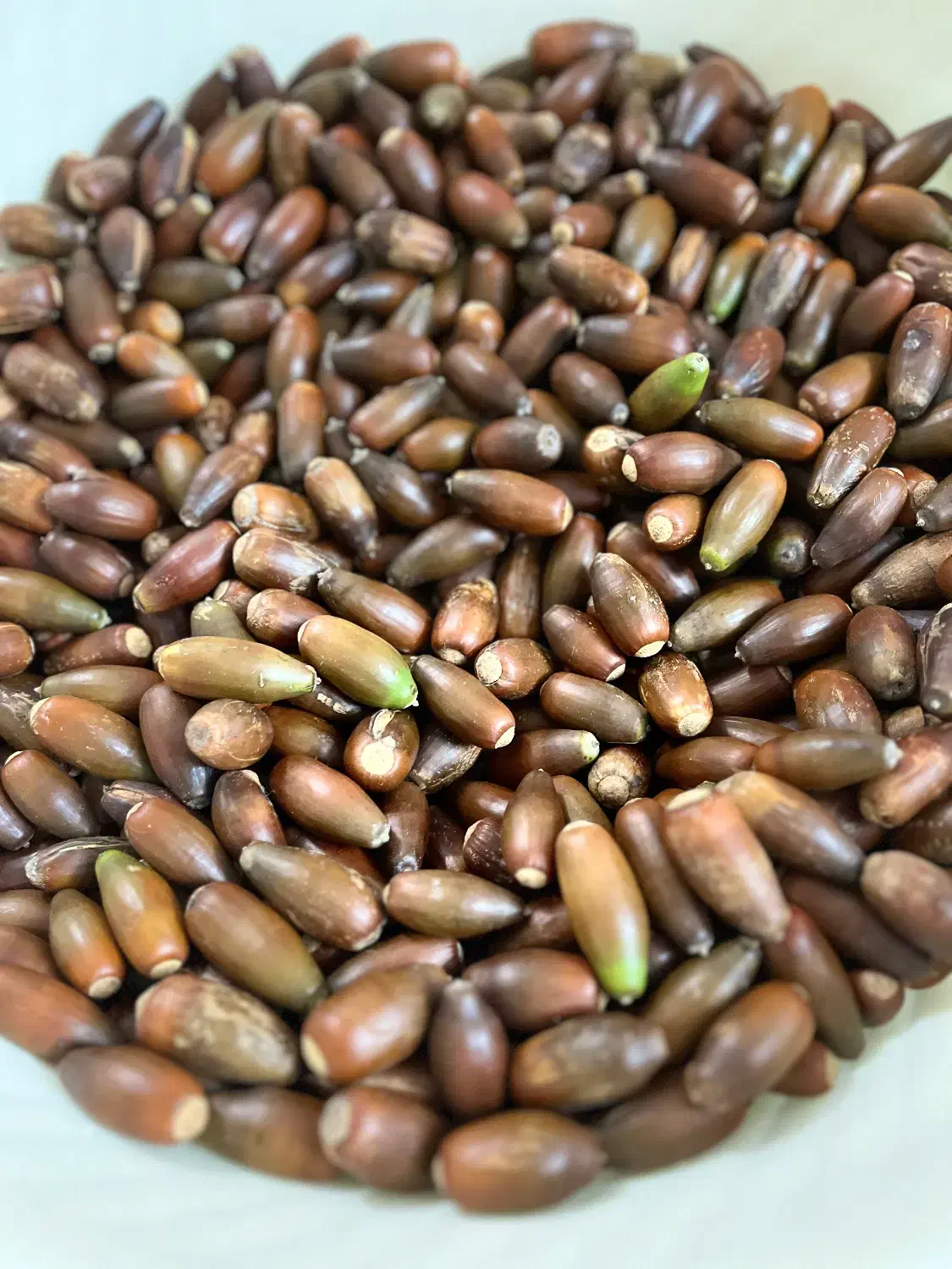 بلوط جنگلی مناسب دیزاین یلدا|گل و گیاه طبیعی|رشت, رشتیان|دیوار