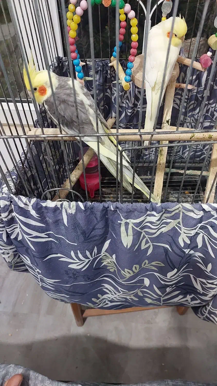 عروس هلندی|پرنده|بندر انزلی, چهارفریضه|دیوار