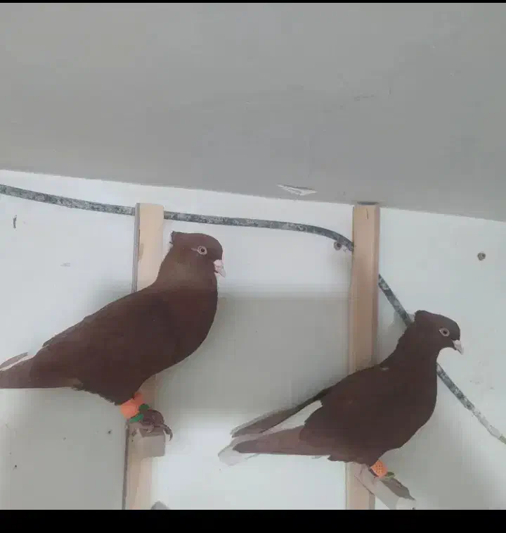 زردسرخ ا س ی ن م|پرنده|سقز, |دیوار