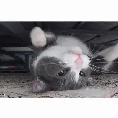گربه ملوس|گربه|کیاشهر, |دیوار