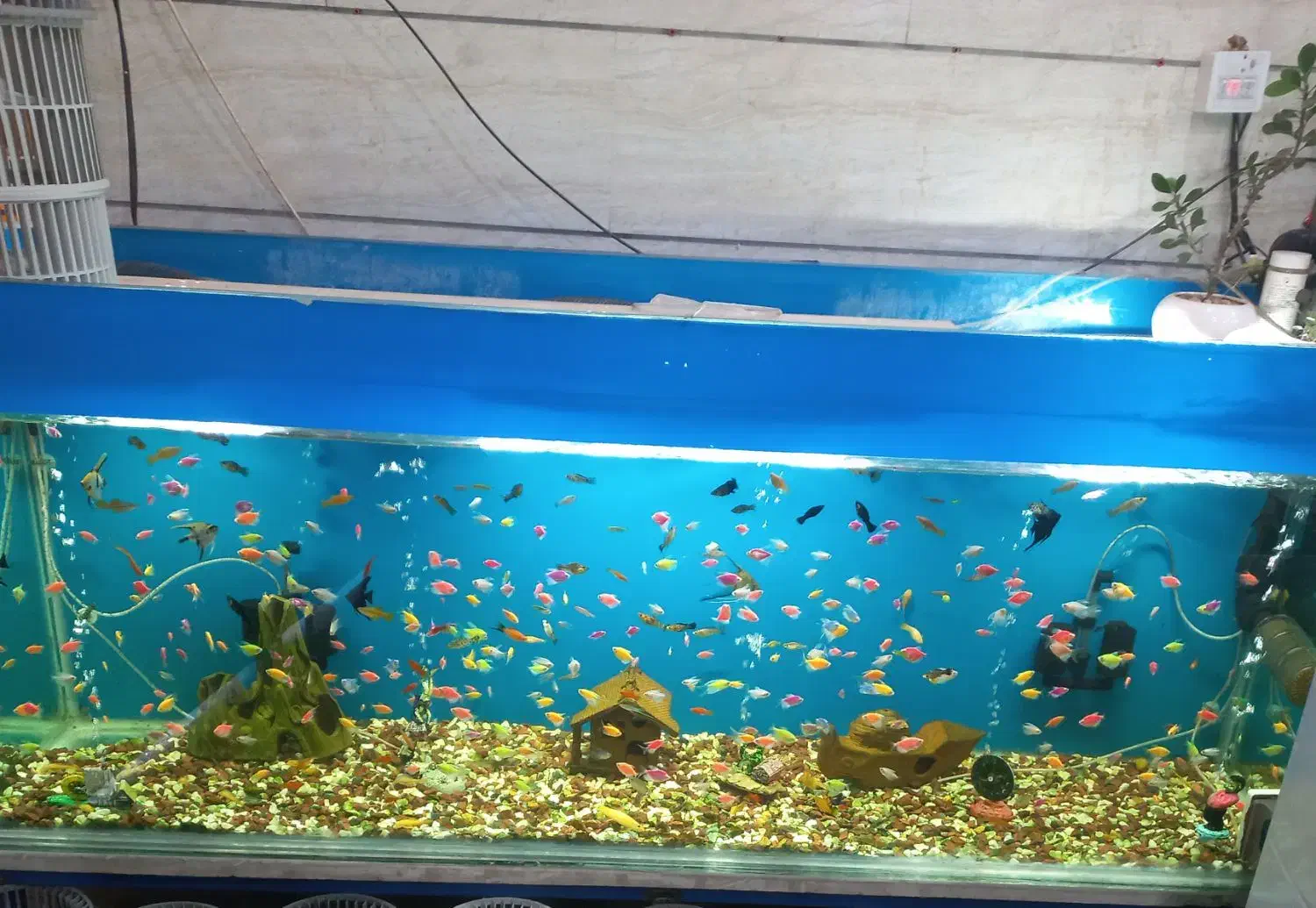 آکواریوم|ماهی|بروجرد, |دیوار