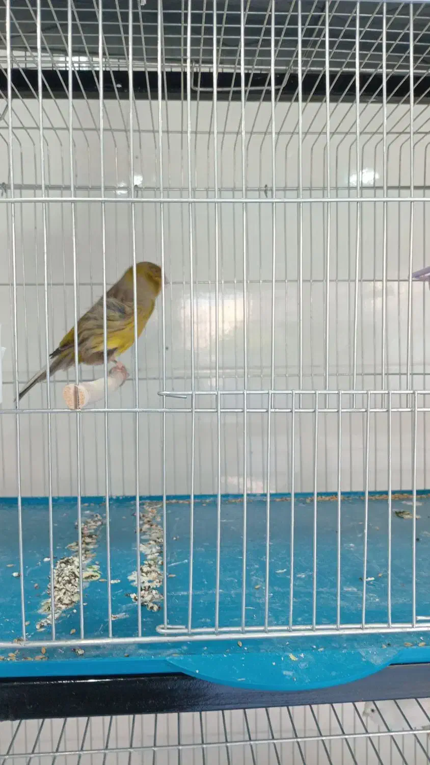 مغازه قناری فروشی عالیشهر|پرنده|بوشهر, |دیوار