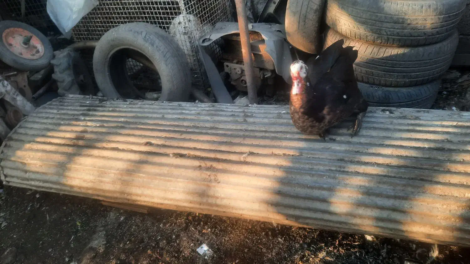 اهن الات صنعتی|خدمات پیشه و مهارت|شلمان, |دیوار