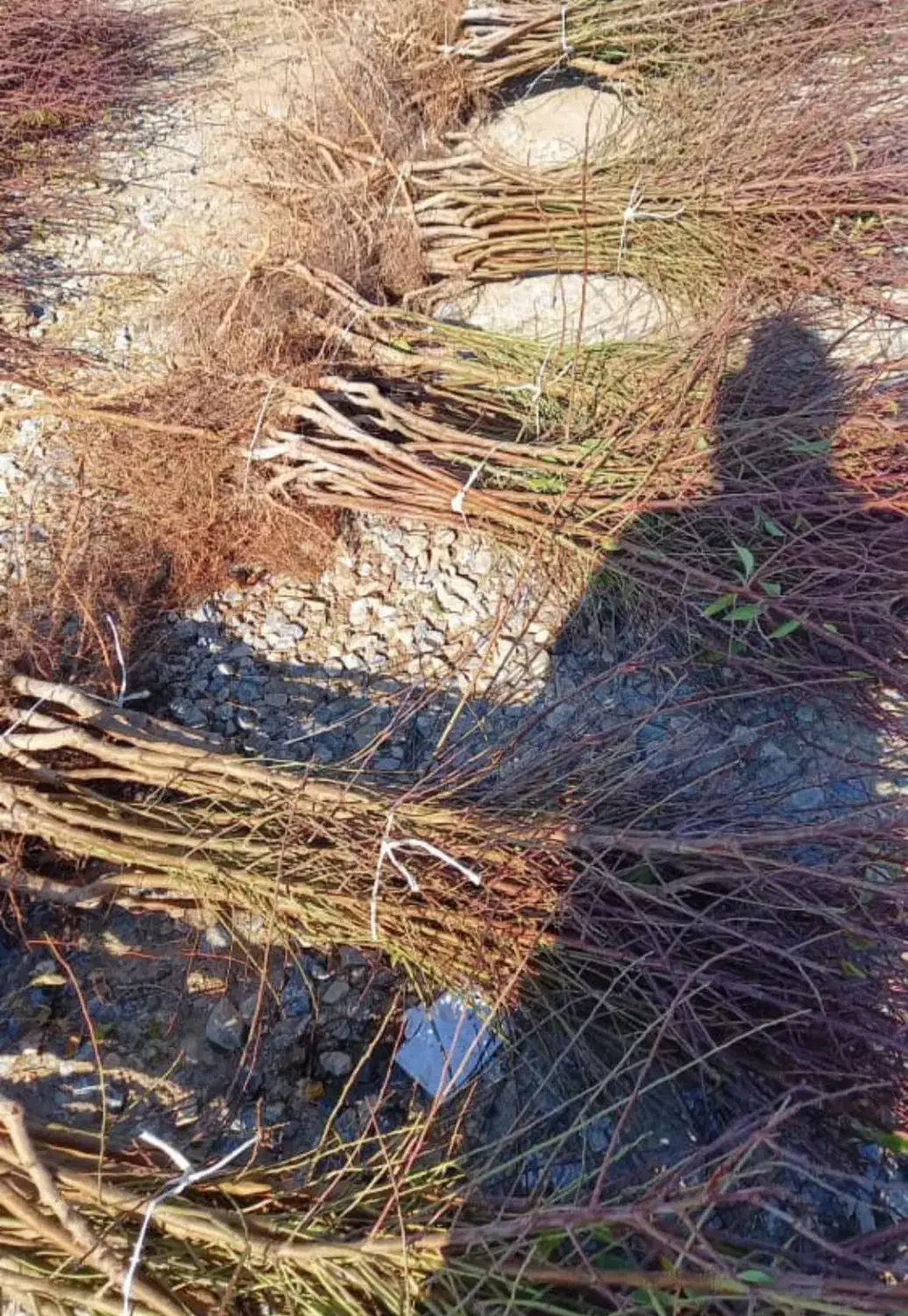 نهالستان فروش ویژه نهالهای زود بازده تضمینی|خدمات باغبانی و درختکاری|شهرکرد, |دیوار