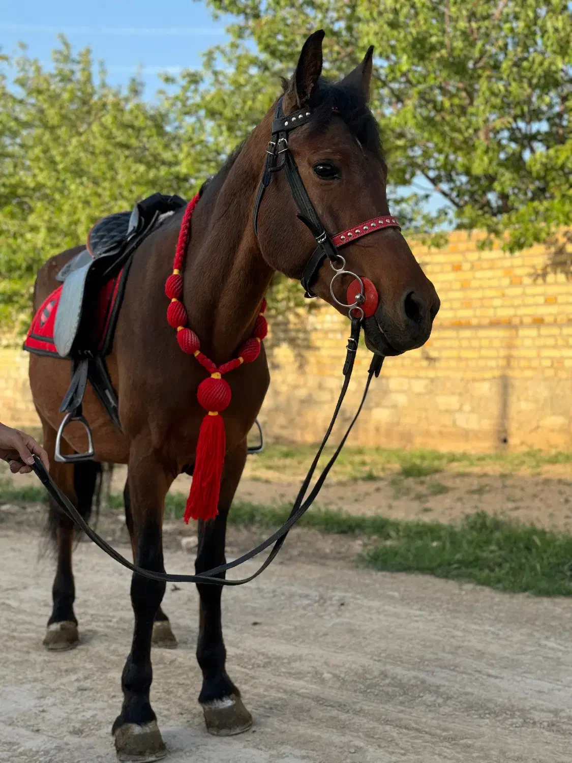 اسب ماده|اسب و تجهیزات اسبسواری|زنجان, |دیوار