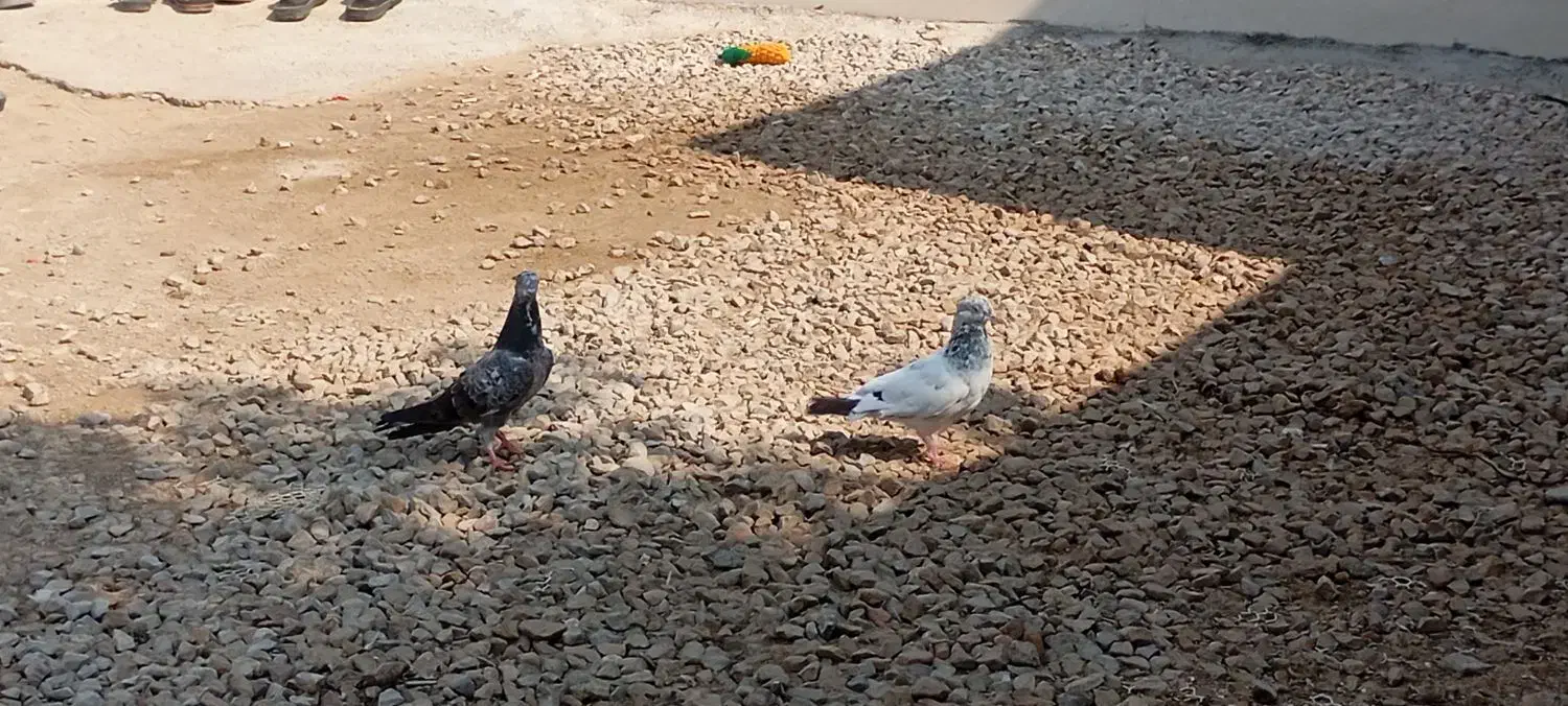 کبوترپکستانی|پرنده|بوشهر, |دیوار