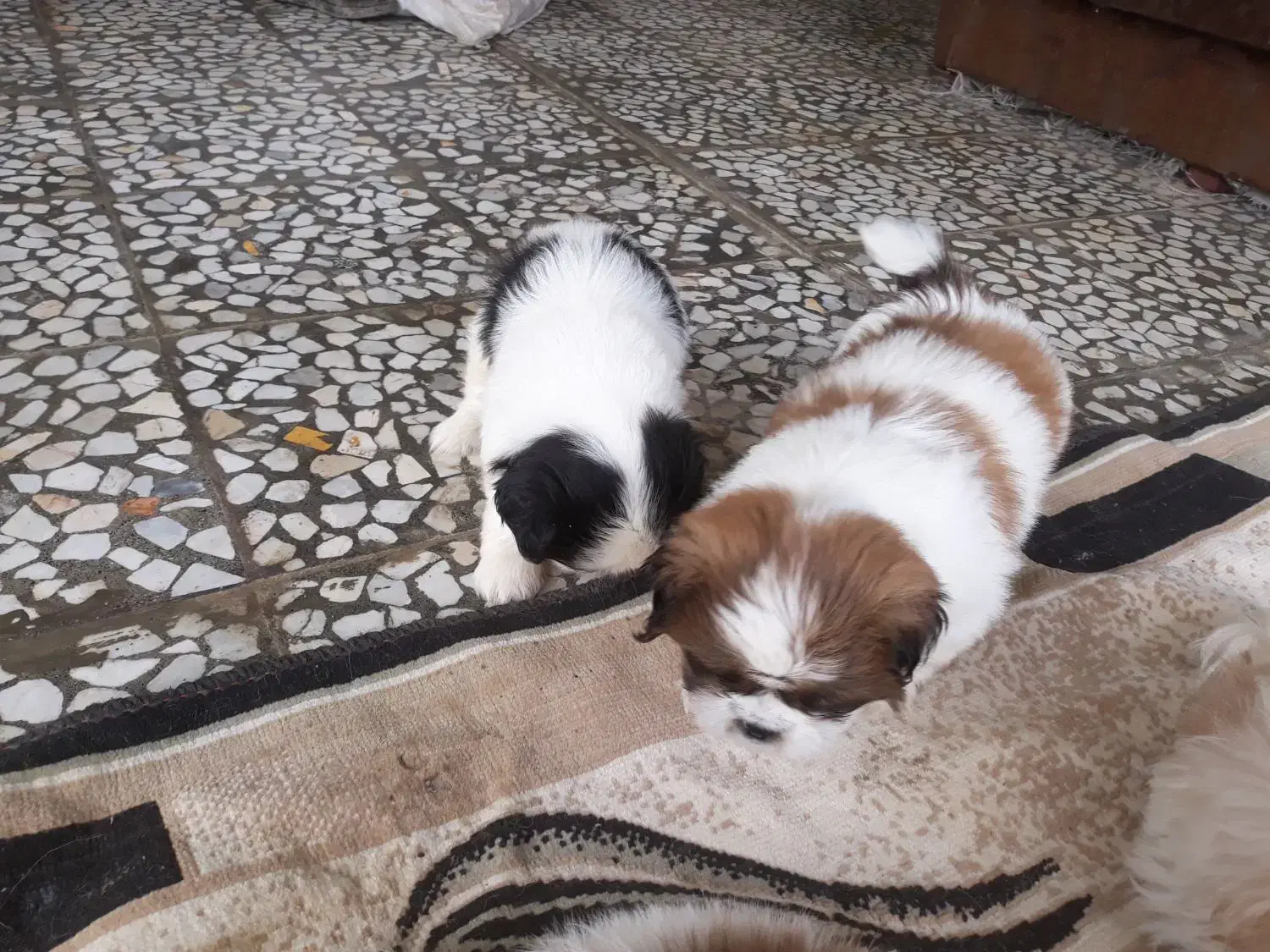 واگزاری توله شیتزو سوپرفلت|سگ|شیرگاه, |دیوار