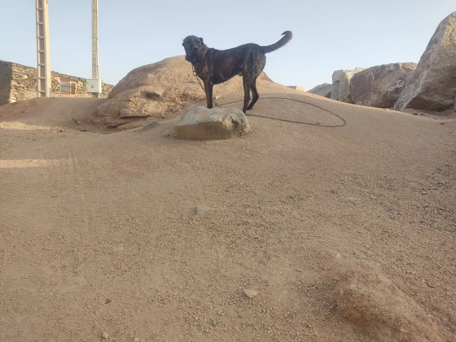 دو قلاده سگ سرابی|سگ|نهبندان, |دیوار