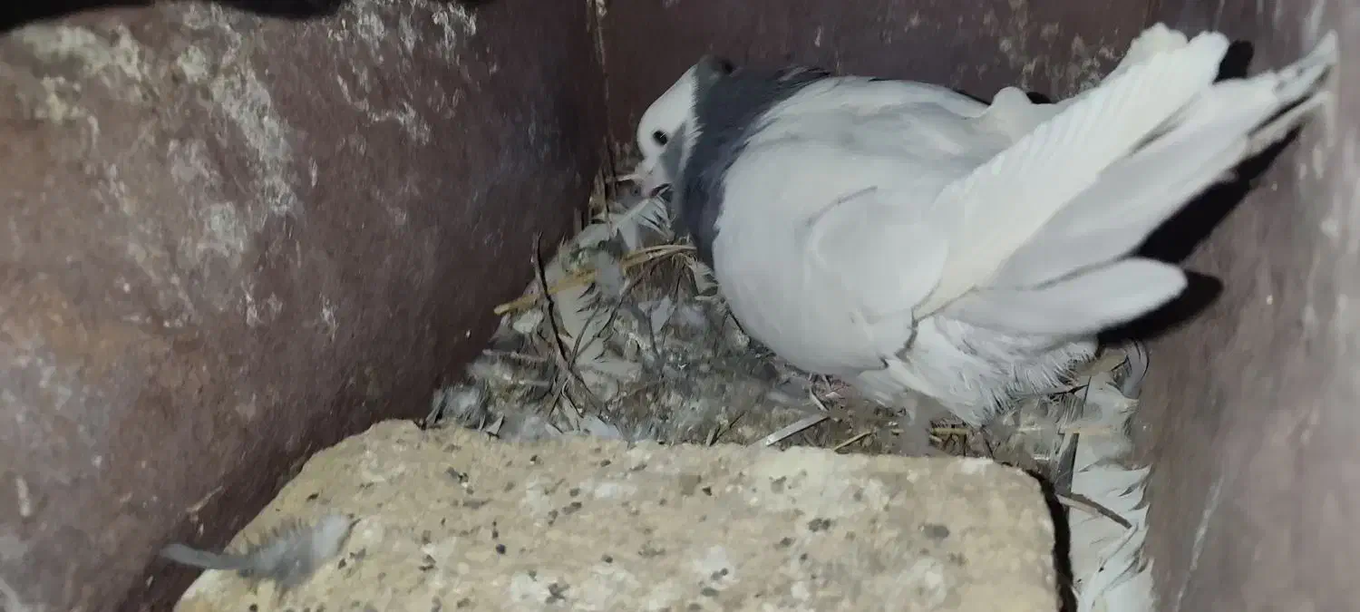 کبوتر|پرنده|صدرا-فارس, فاز ۲|دیوار