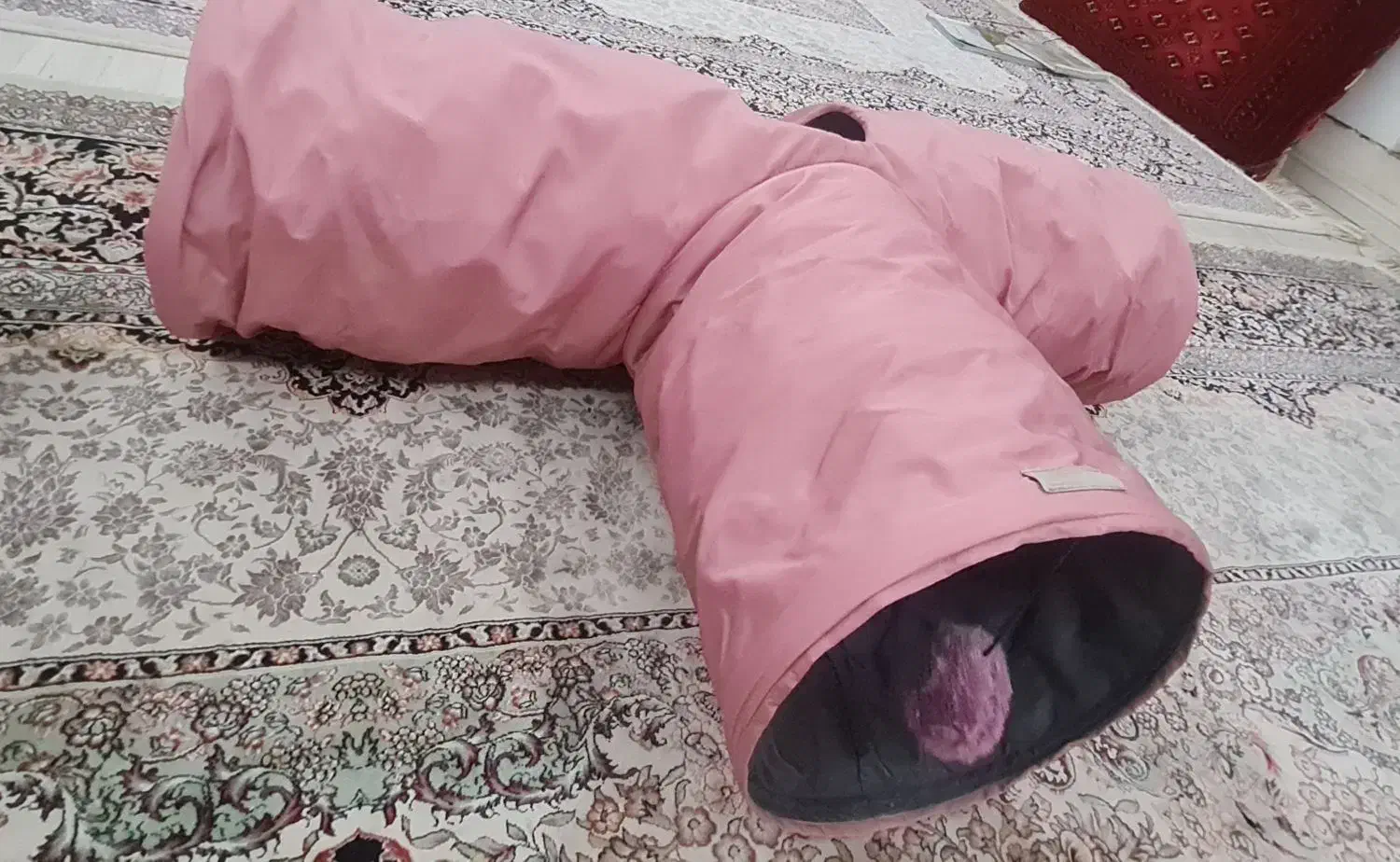 تونل گربه|گربه|مشهد, گلبرگ|دیوار