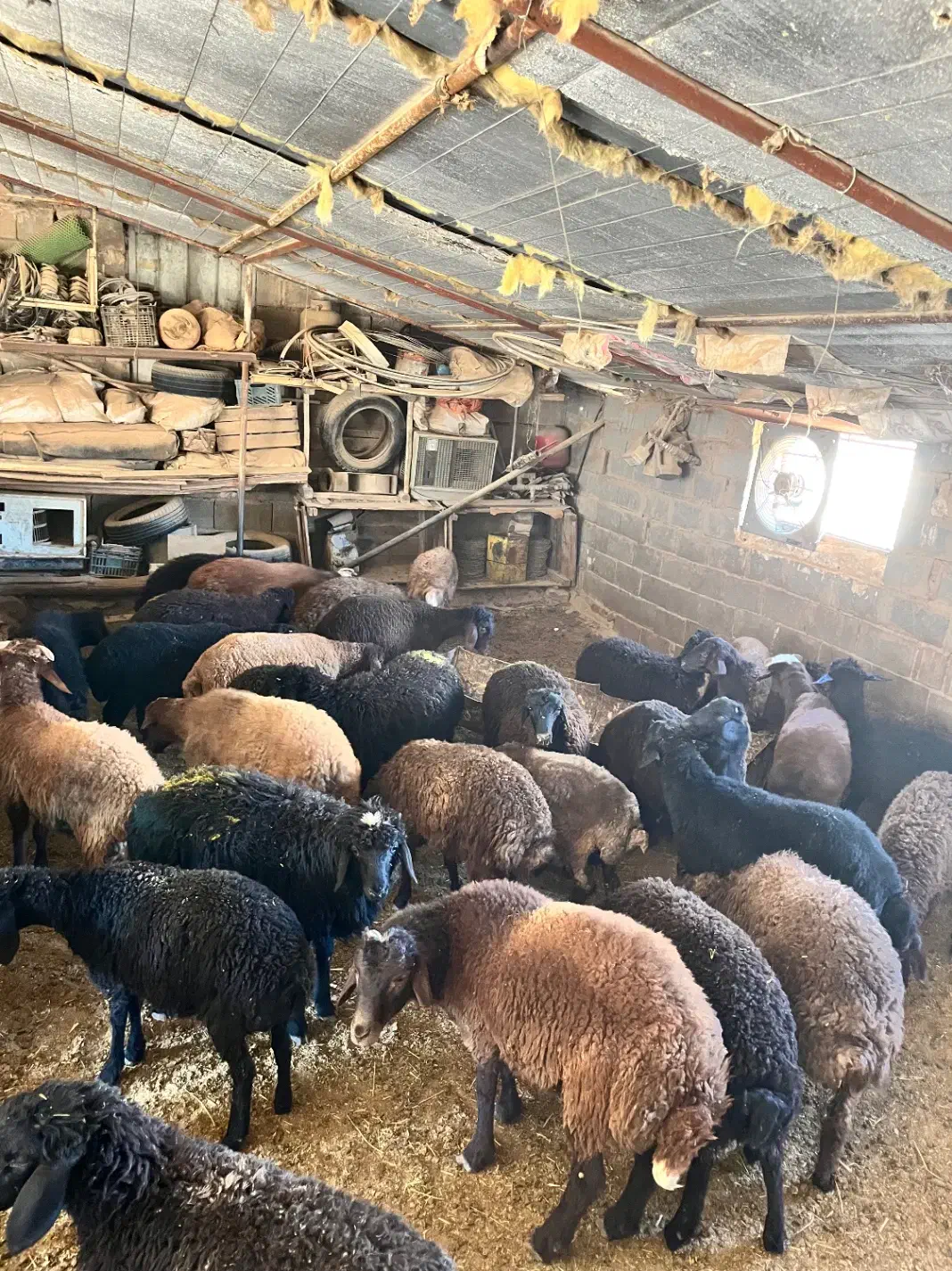 بره برغاله میش|حیوانات مزرعه|مهدی شهر, |دیوار