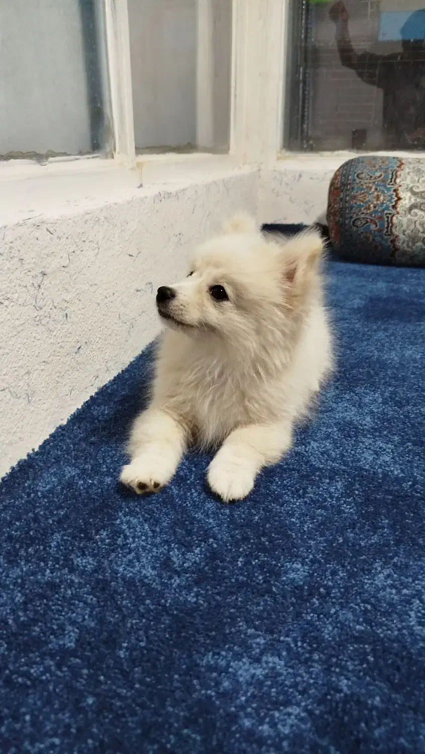 توله پامر نر بازیگوش و آماده آموزش|سگ|یزد, |دیوار