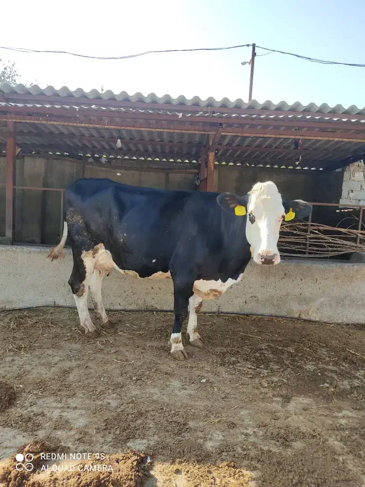 گاو شیری|حیوانات مزرعه|رامیان, |دیوار