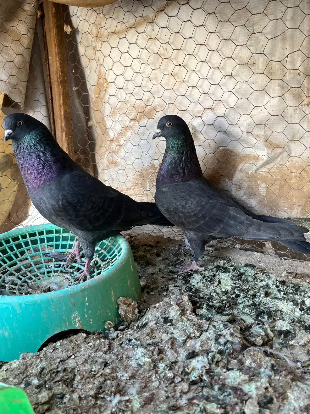 پرشی|پرنده|حمیدیا, |دیوار