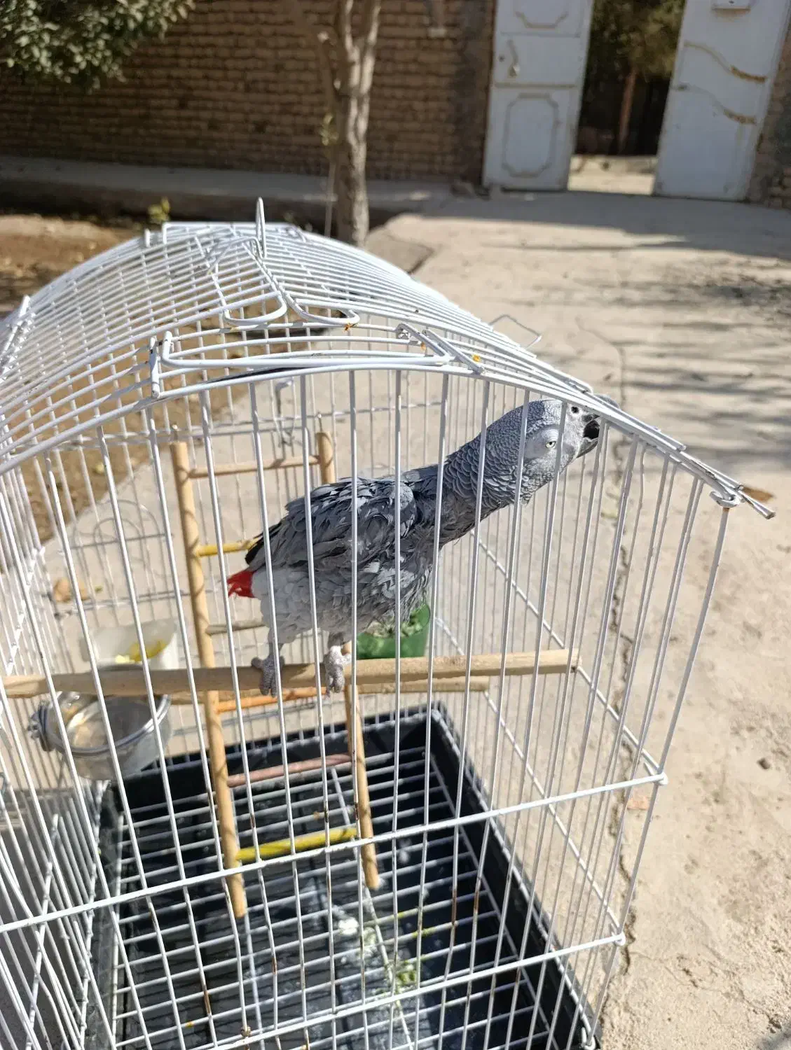 کاسکو /دم قرمز /نر / دو ساله / سخنگو|پرنده|مشهد, فلسطین|دیوار