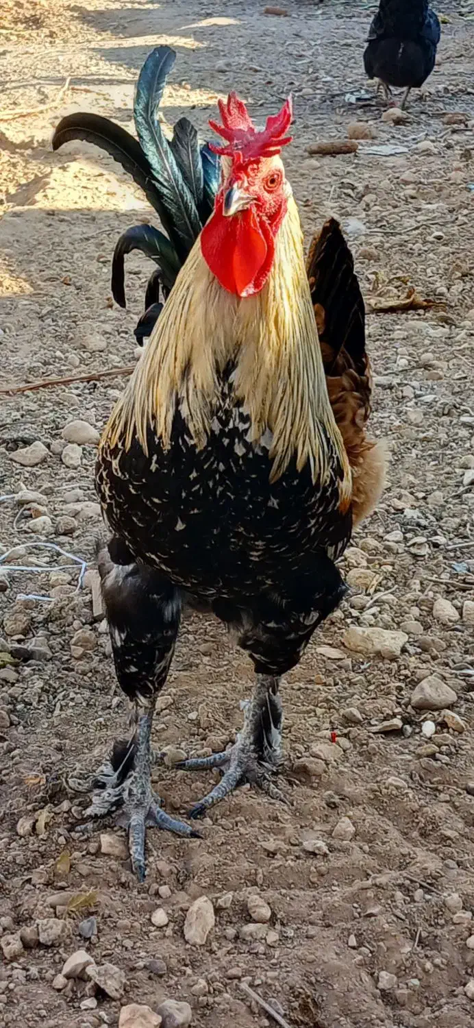 خروس محلی اصل و مرغ کرچ|حیوانات مزرعه|شیراز, شهرک گلستان|دیوار