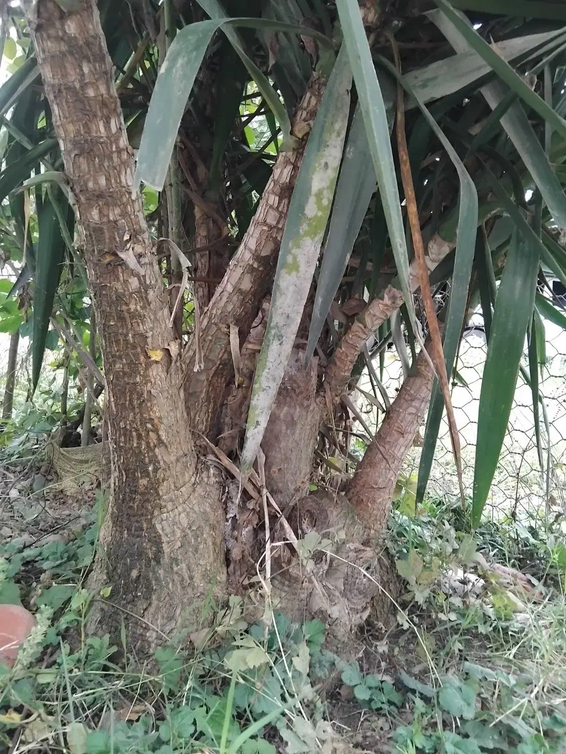 گل یوگا|گل و گیاه طبیعی|تالش, طولارود|دیوار