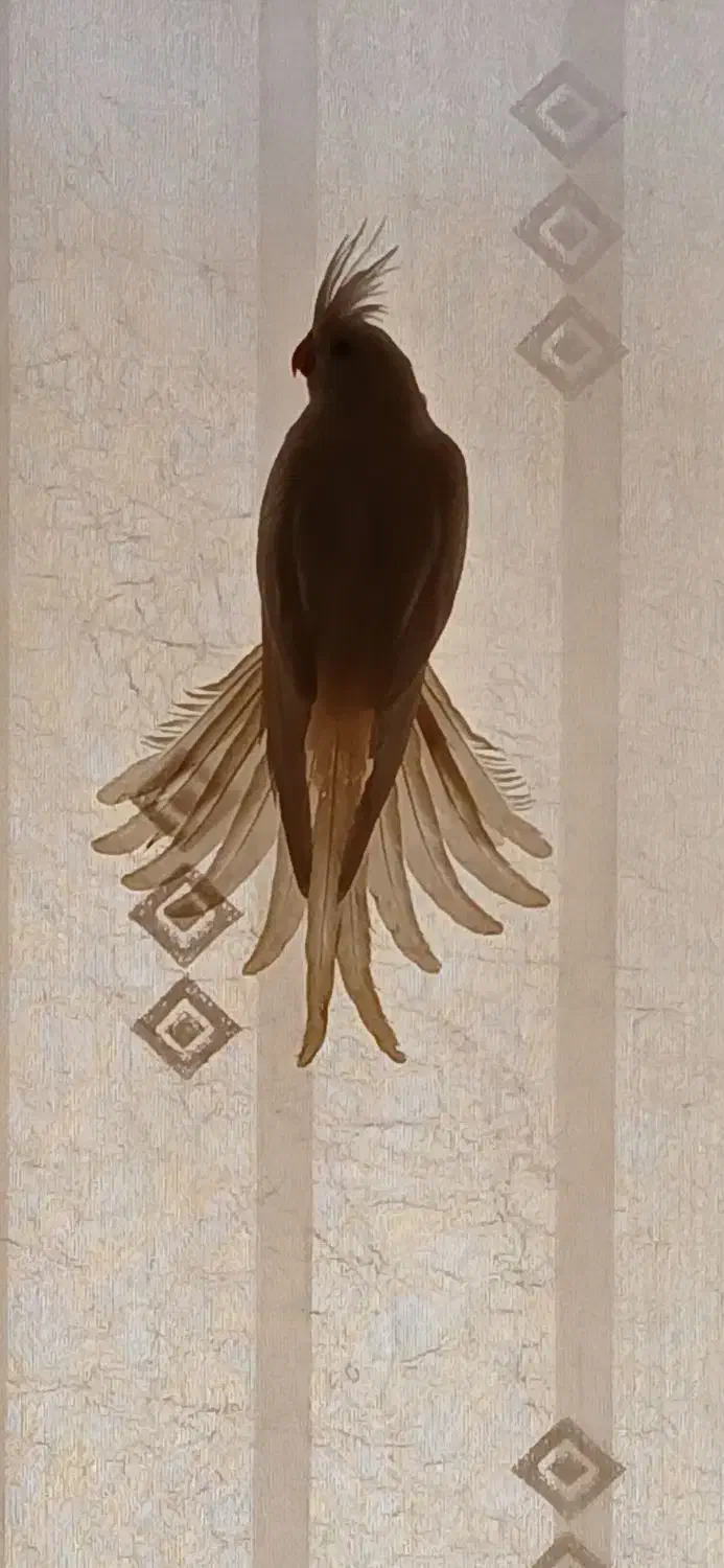 عروس هلندی|پرنده|پاکدشت, شهرک امام رضا|دیوار