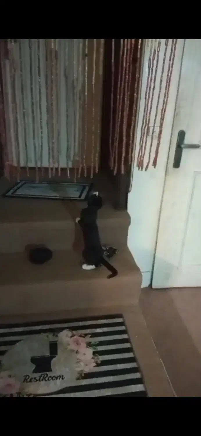 واگذاری گربه|گربه|همدان, |دیوار