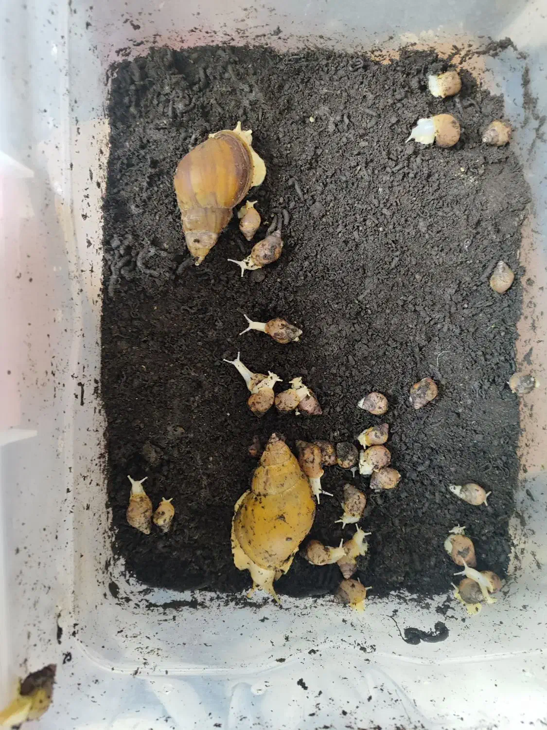 حلزون آلبینو کلاژن ساز|خزنده|کرج, شاهین‌ویلا|دیوار