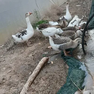 غاز|حیوانات مزرعه|چهارباغ, |دیوار