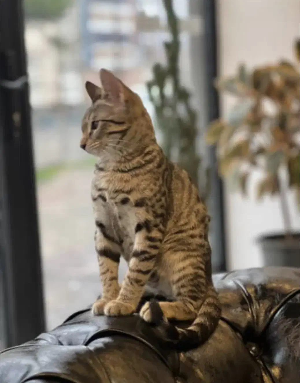 گربه DSH|گربه|رشت, بازار|دیوار