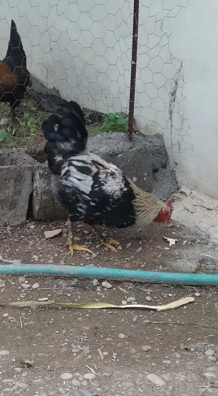 ۳تاخروس گلین|حیوانات مزرعه|شوشتر, |دیوار