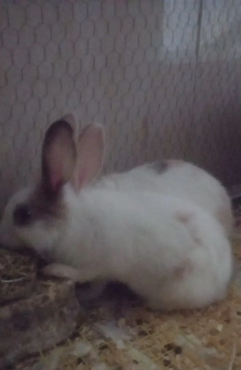 خرگوش سفید سه ماهه از جویبار|موش و خرگوش|آکند, |دیوار