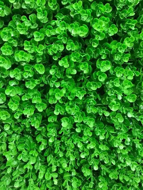 گرین وال مصنوعی|گل مصنوعی|آباده, |دیوار