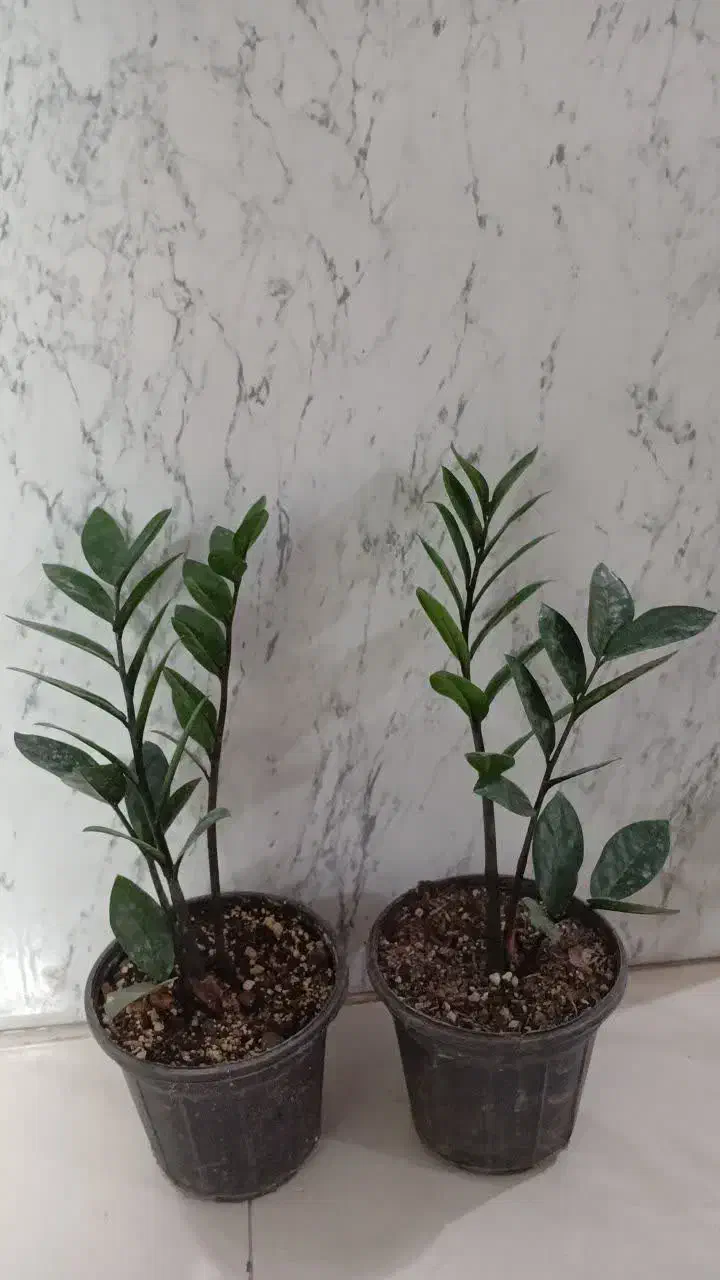 حراج زامفولیا|گل و گیاه طبیعی|سمنان, |دیوار