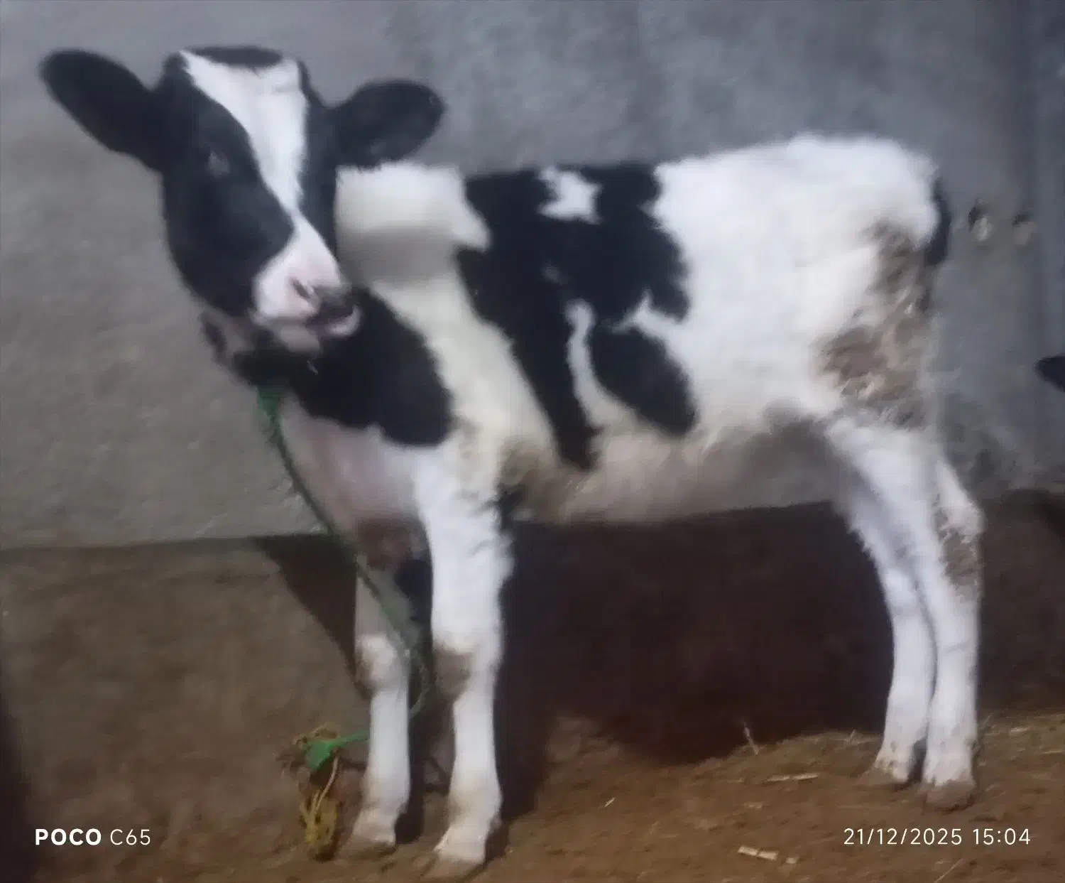 گوساله|حیوانات مزرعه|قیدار, |دیوار