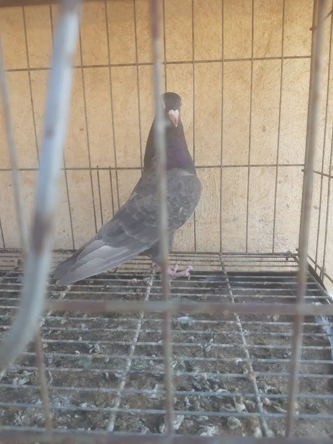 کبوتر قهوه ای|پرنده|اهواز, طالقانی|دیوار