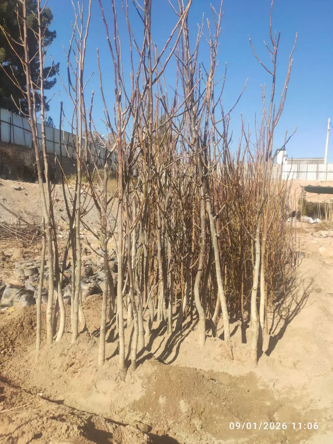 نهال چنار|گل و گیاه طبیعی|کرمان, |دیوار