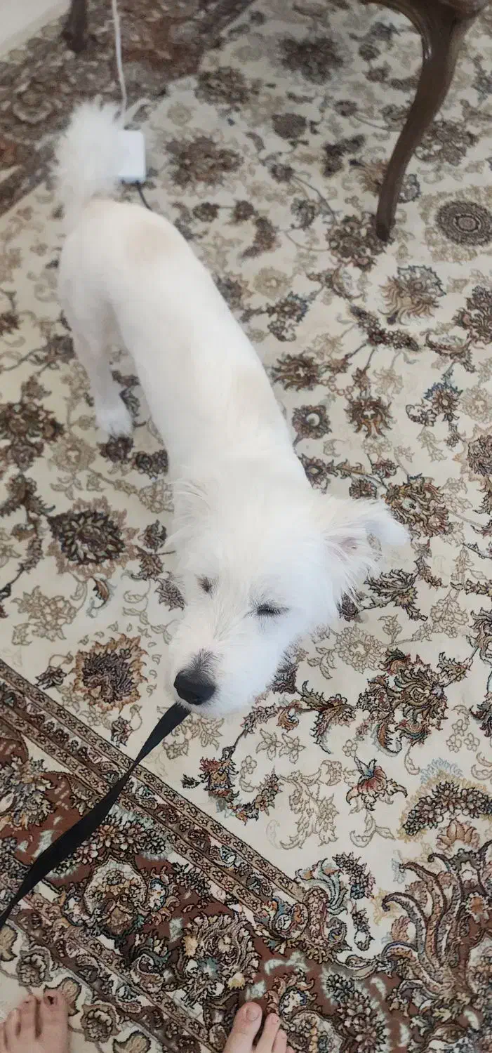 واگذاری سگ نژاد تریر|سگ|مشهد, امیریه|دیوار