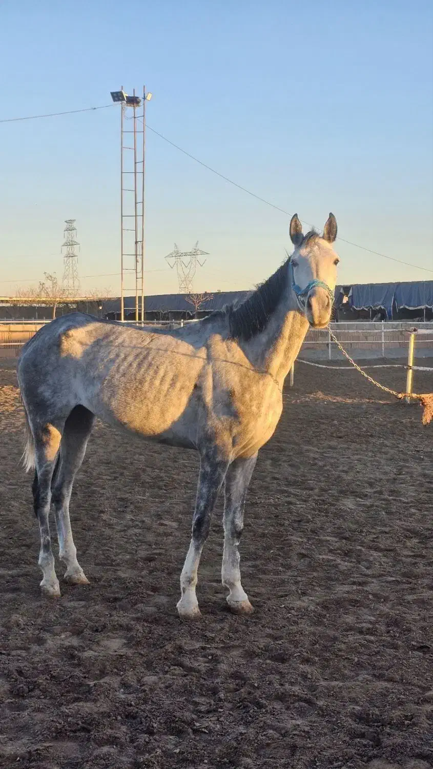 اسب|اسب و تجهیزات اسب‌سواری|سبزوار, قصبه غربی|دیوار