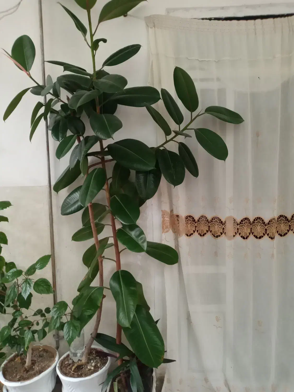 گل فیل گوش|گل و گیاه طبیعی|شاهین دژ, |دیوار