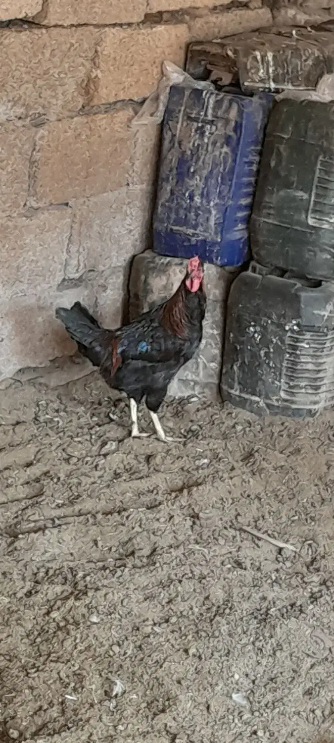 خروس چهل تاج|حیوانات مزرعه|خمین, |دیوار