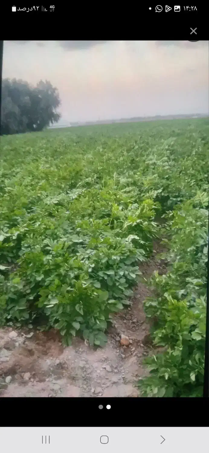 اجاره زمین کشاورزی قطره ای موتورش دانگ|اجارهٔ دفتر صنعتی، کشاورزی، تجاری|عنبرآباد, |دیوار