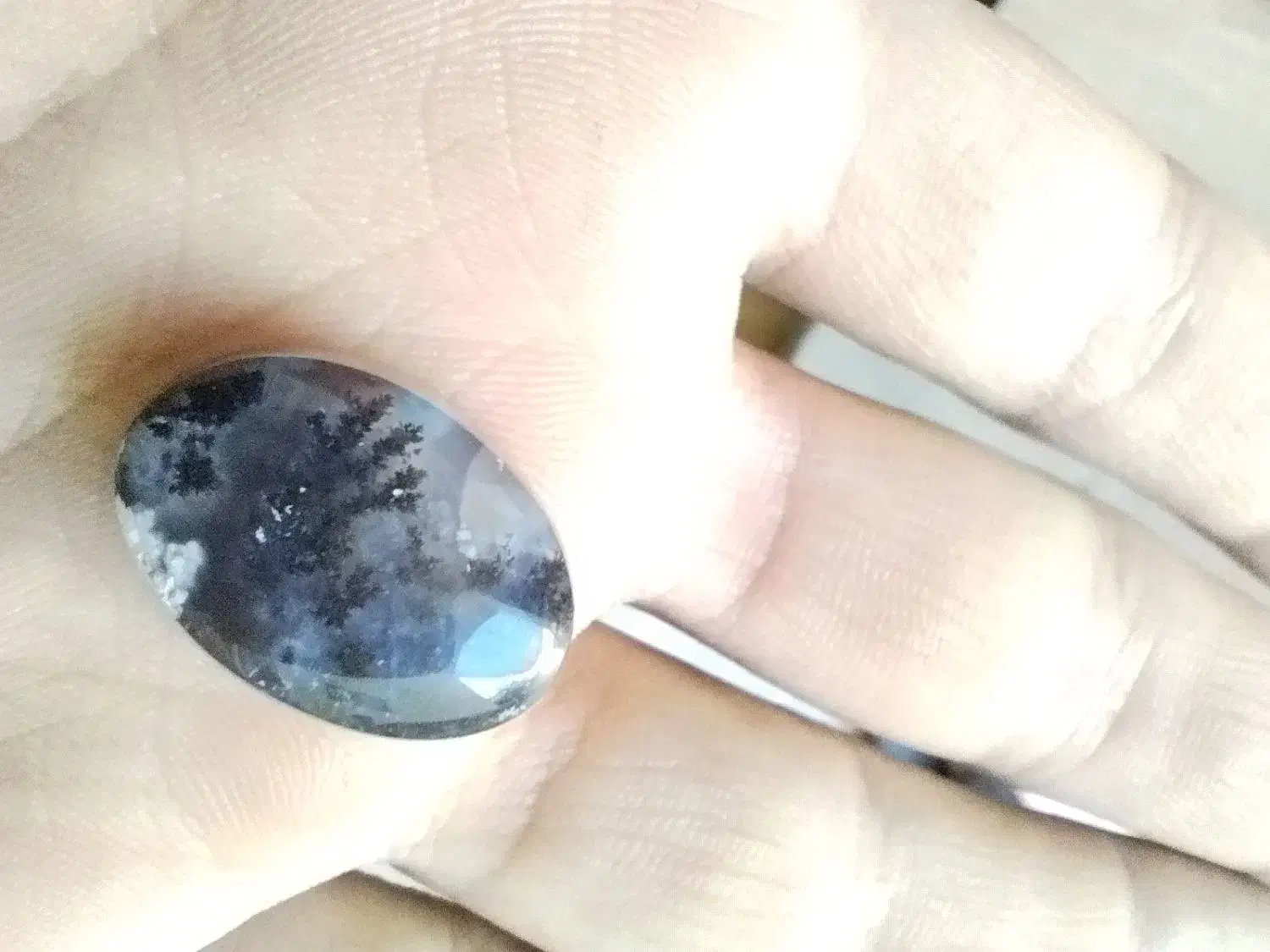 شجر سیاه خراسان|زیورآلات و اکسسوری|یزد, |دیوار