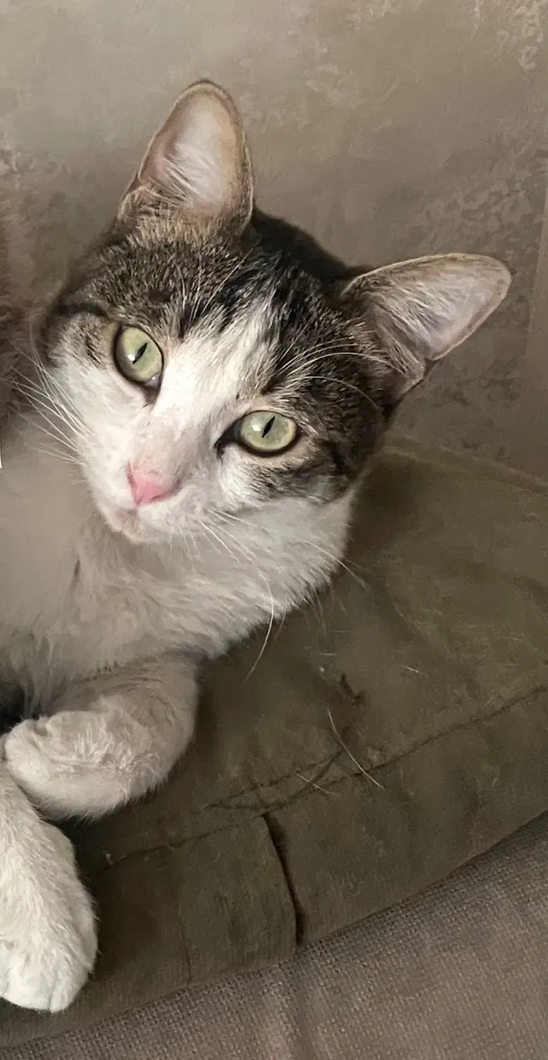 گربه گمشده|حیوانات|شیراز, بعثت|دیوار