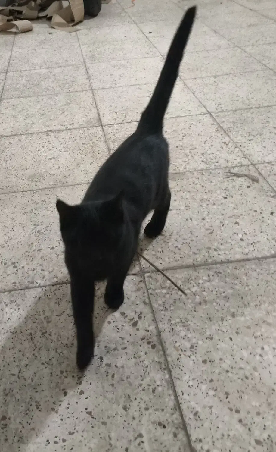 گربه / گربه سیاه / گربه خانگی|گربه|تویسرکان, |دیوار