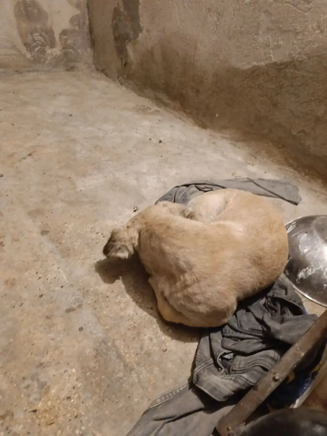 گمشده|حیوانات|کرج, حصارک پایین|دیوار