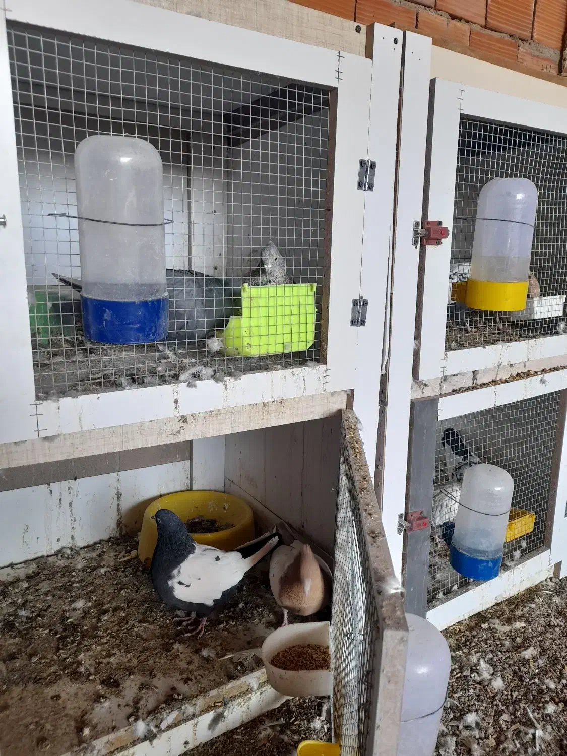 کبوتر|پرنده|رفسنجان, |دیوار