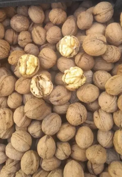 گردو|خوردنی و آشامیدنی|الشتر, |دیوار