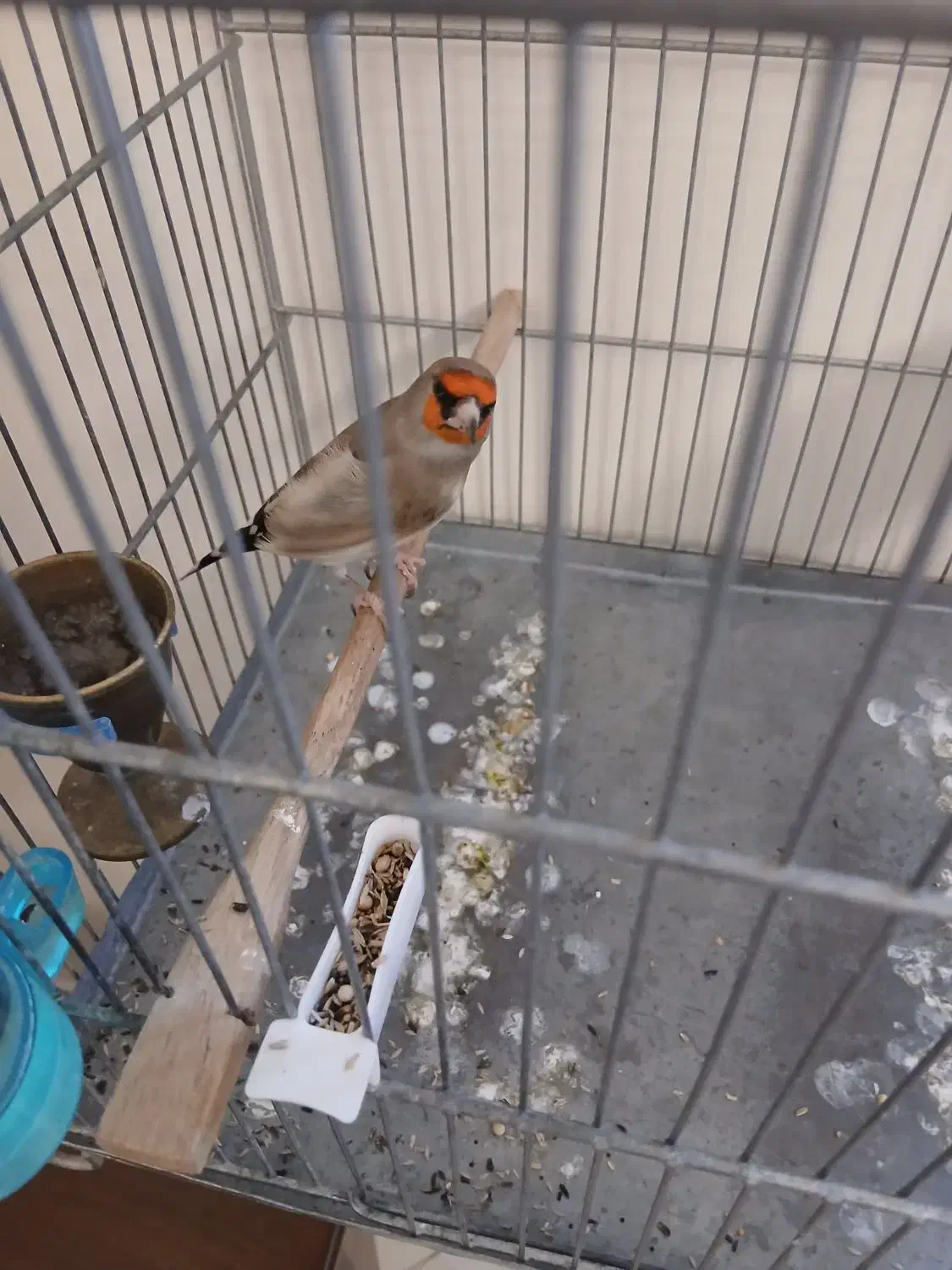 سهره دورگ کرمونی|پرنده|تهران, شهرک شهید باقری|دیوار